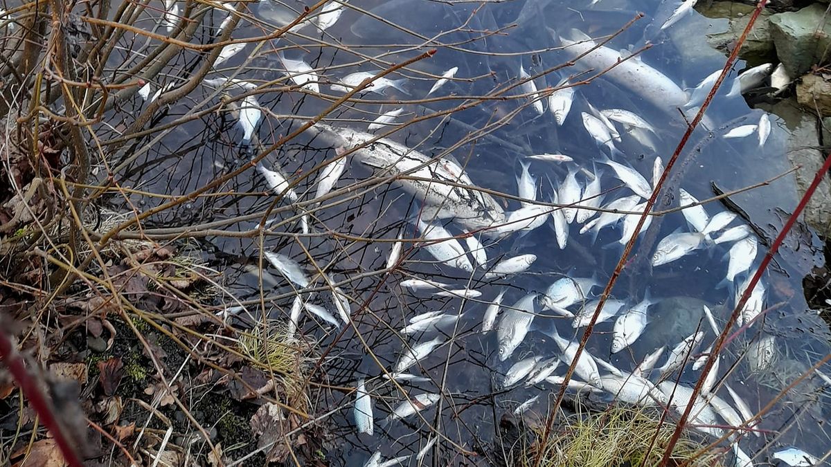 V Karviné řeší stovky uhynulých ryb v jezeře